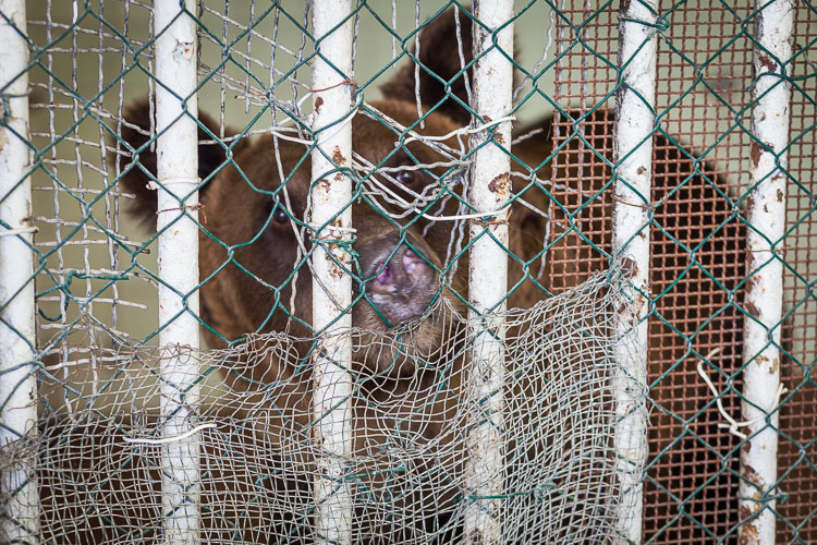 Tirana Zoo