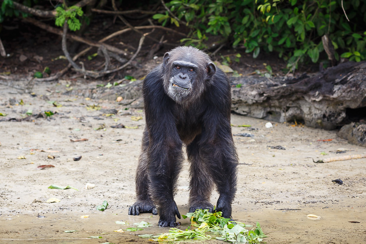 Liberia Chimpanzee