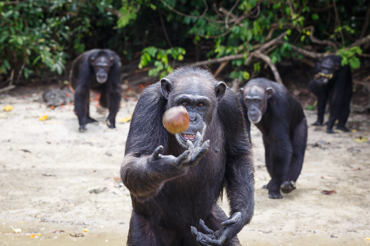 Liberia Chimpanzee
