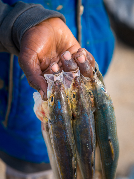 Nouakchott Fish Market